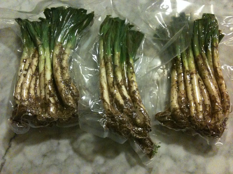 Com conservar els calçots Calçots tot just envasats al buit