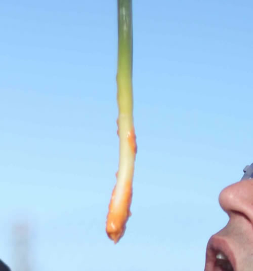 Calsots mojados en la salvitxada, como es tradición en la temporada