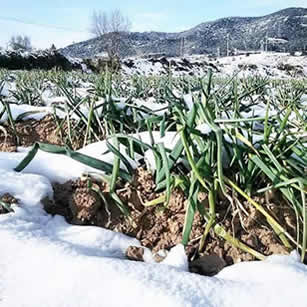 Camps de calçots coberts de neu — hivern de 2014