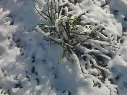Calçots emergint sota la neu — hivern de 2014
