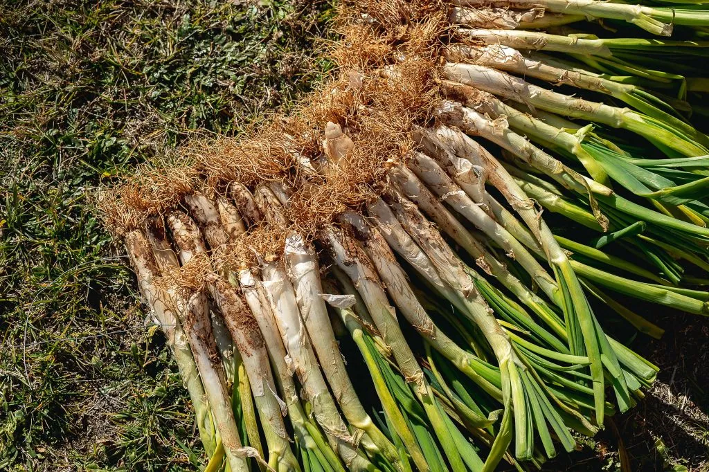 Feix de calçots tot just collits, vist des de dalt