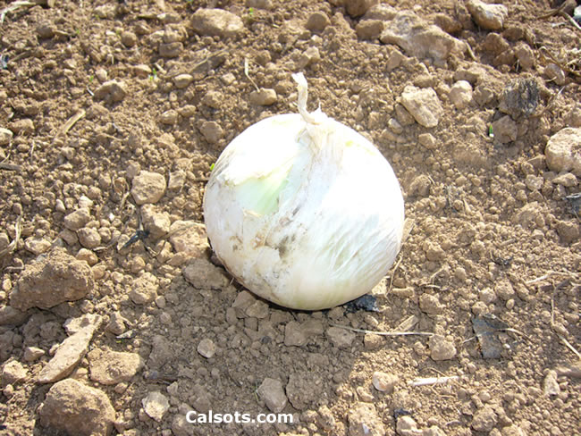 Ceba blanca tardana de Lleida, la base del calçot