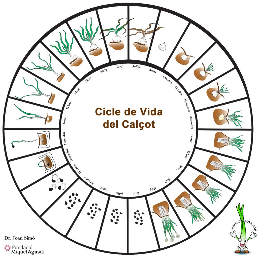 Gráfico del ciclo de vida del calsot