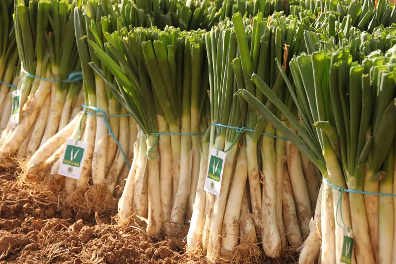 Detall de feixos de calçots durant la temporada